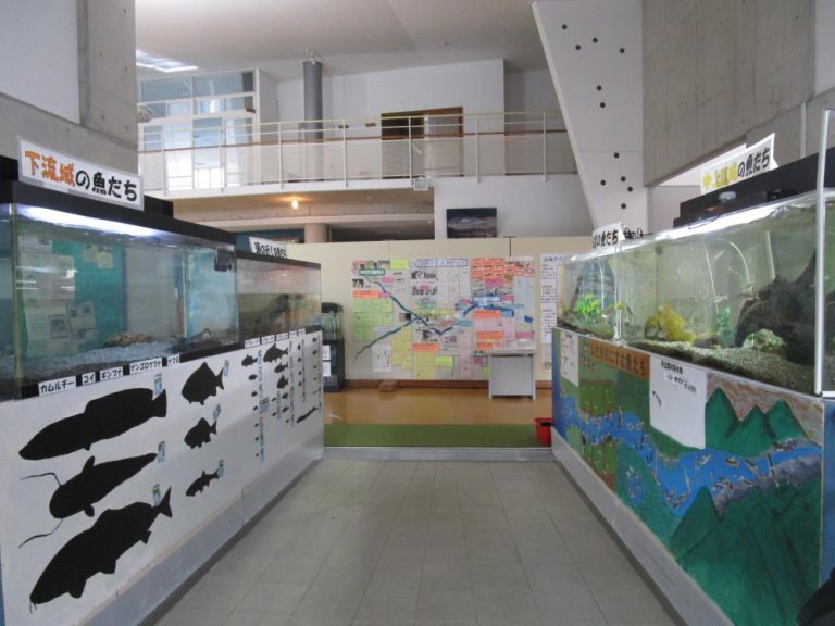 氷見の川に住む魚を展示しています。