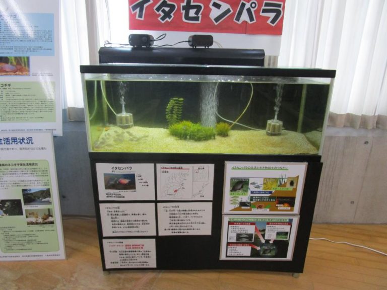 国指定天然記念物「イタセンパラ」。氷見の川に生息しています。