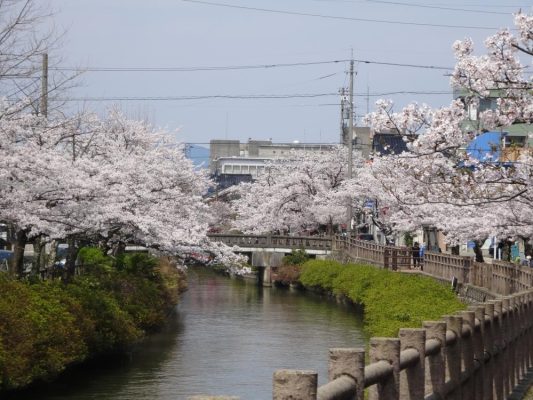 春にはたくさんの桜がきれいに咲きます。冬にはイルミネーションがきれいに彩ります。