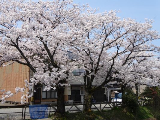 春にはたくさんの桜がきれいに咲きます。冬にはイルミネーションがきれいに彩ります。