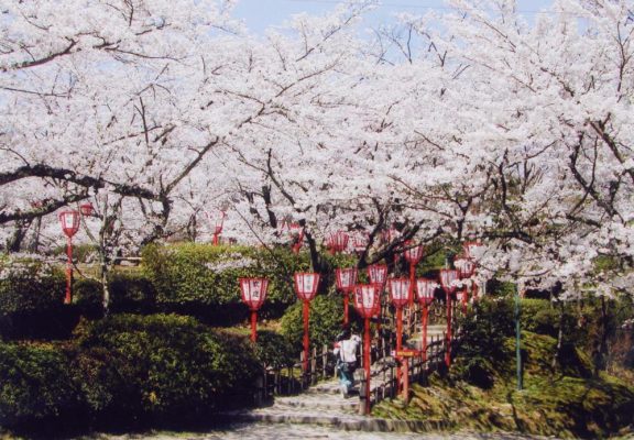 氷見の桜の名所として有名です。多くの人が訪れます。