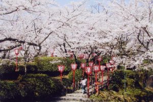 氷見の桜の名所として有名です。多くの人が訪れます。
