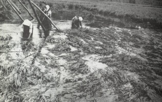 川の氾濫によって収穫できなくなった稲