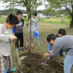 ソメイヨシノの植樹　６年生