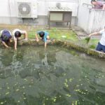栽培が難しいオニバス　４年生