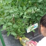 実が赤くなりました　２年生