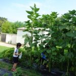 元気に育っています　２年生・３年生