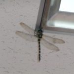 迷い込んだオニヤンマ