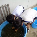イタセンパラ教室　産卵について学ぶ　５年生