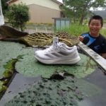 オニバスの秘密