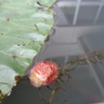 これがオニバスの種？