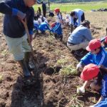 がんばって掘ったサツマイモ　１～３年