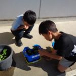 どんな葉っぱが出てくるかな　１年生