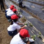 サツマイモの植え付け　１・２・３年生