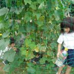 たくさん実ったよ　２年生