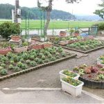 氷見市花壇コンクール審査　★　６月２７日