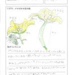 ヘチマとアサガオの違いは？（５年生）　★　9月9日（火）