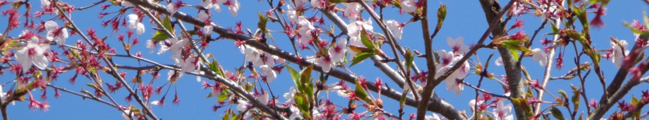 氷見市立西の杜学園